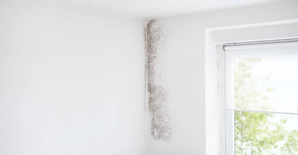 Best Mold Damage Restoration  in Roseville, CA